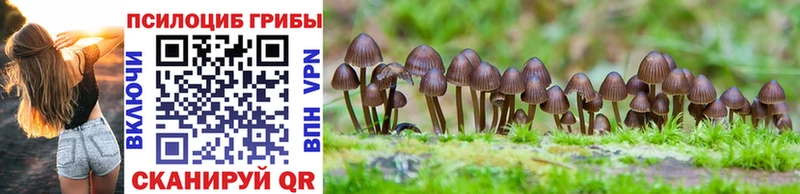 Галлюциногенные грибы Magic Shrooms  Купить где  Сунжа 